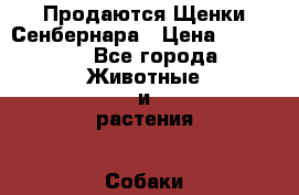 Продаются Щенки Сенбернара › Цена ­ 30 000 - Все города Животные и растения » Собаки   . Ростовская обл.,Каменск-Шахтинский г.